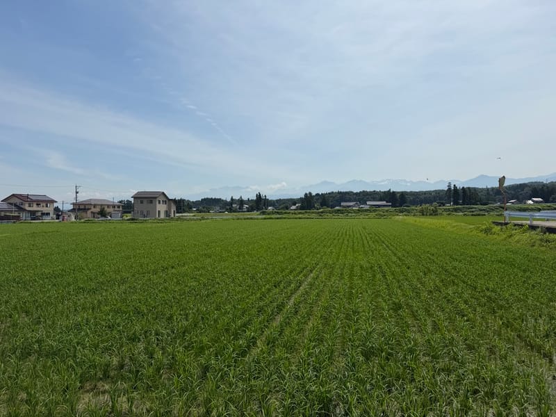 Wide green rice fields south of Toyama with scattered farmhouses and a line of mountains on the horizon