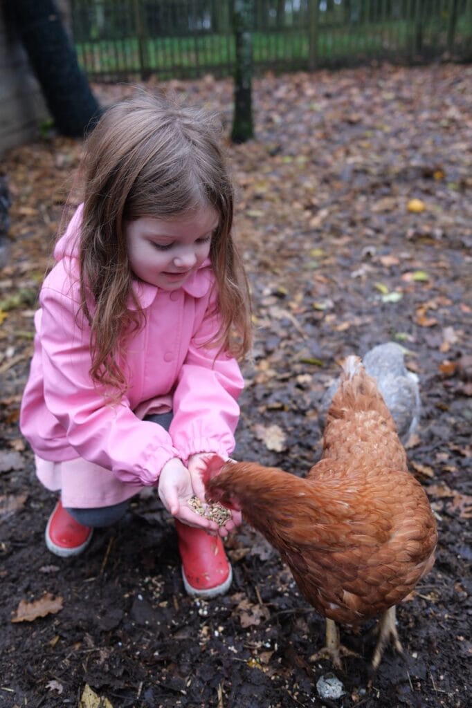 A young girl in a pink jacket feeding a chicken among autumn leaves.