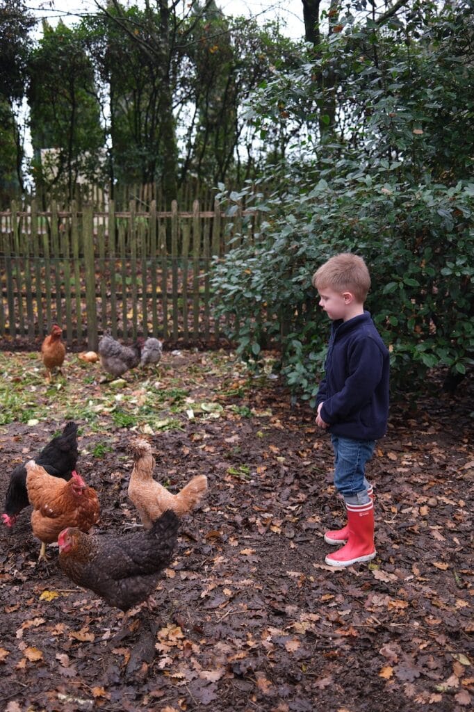 A child feeding chickens in a leaf-covered yard.
